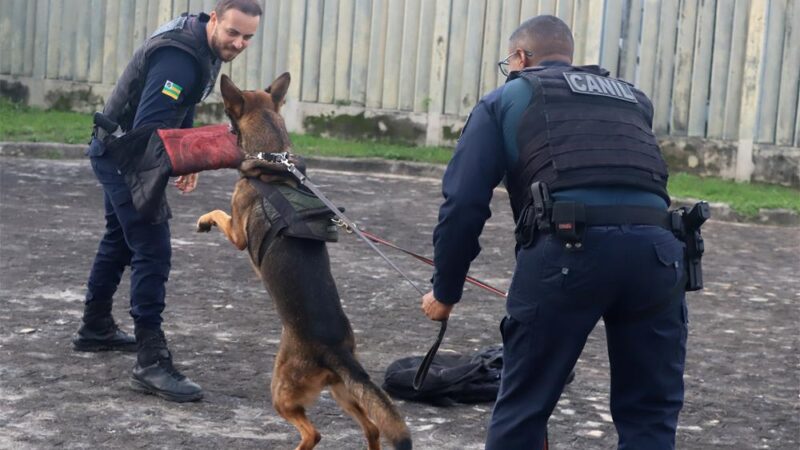 Forró Caju 2024: Guarda Municipal treina cães para auxiliar no patrulhamento durante os festejos