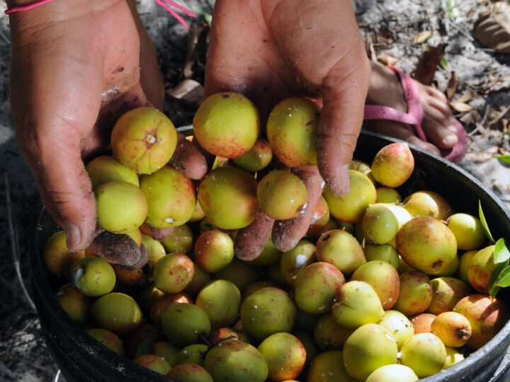 Alese reconhece importância das catadoras de mangaba para Sergipe