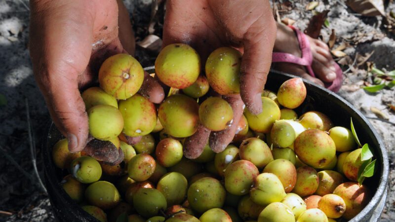 Alese reconhece importância das catadoras de mangaba para Sergipe