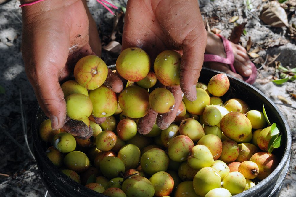 Alese reconhece importância das catadoras de mangaba para Sergipe