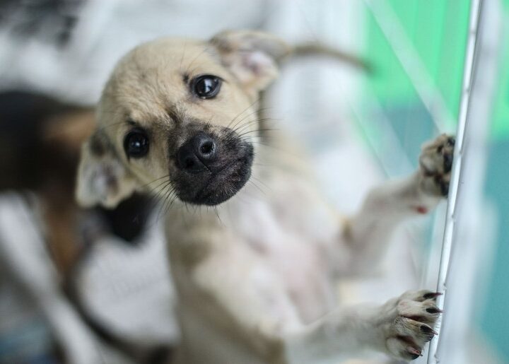 Campanha Dezembro Verde combate o abandono de animais em Sergipe