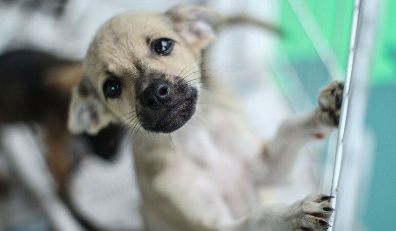 Campanha Dezembro Verde combate o abandono de animais em Sergipe