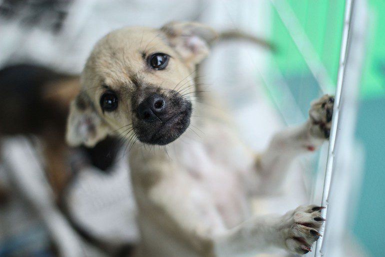 Campanha Dezembro Verde combate o abandono de animais em Sergipe