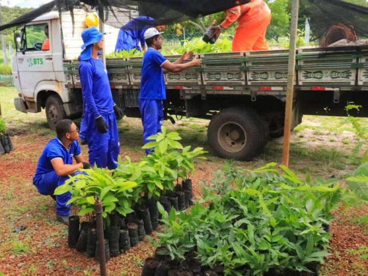 Secretaria de Meio Ambiente de Aracaju incentiva arborização urbana com doação de mudas