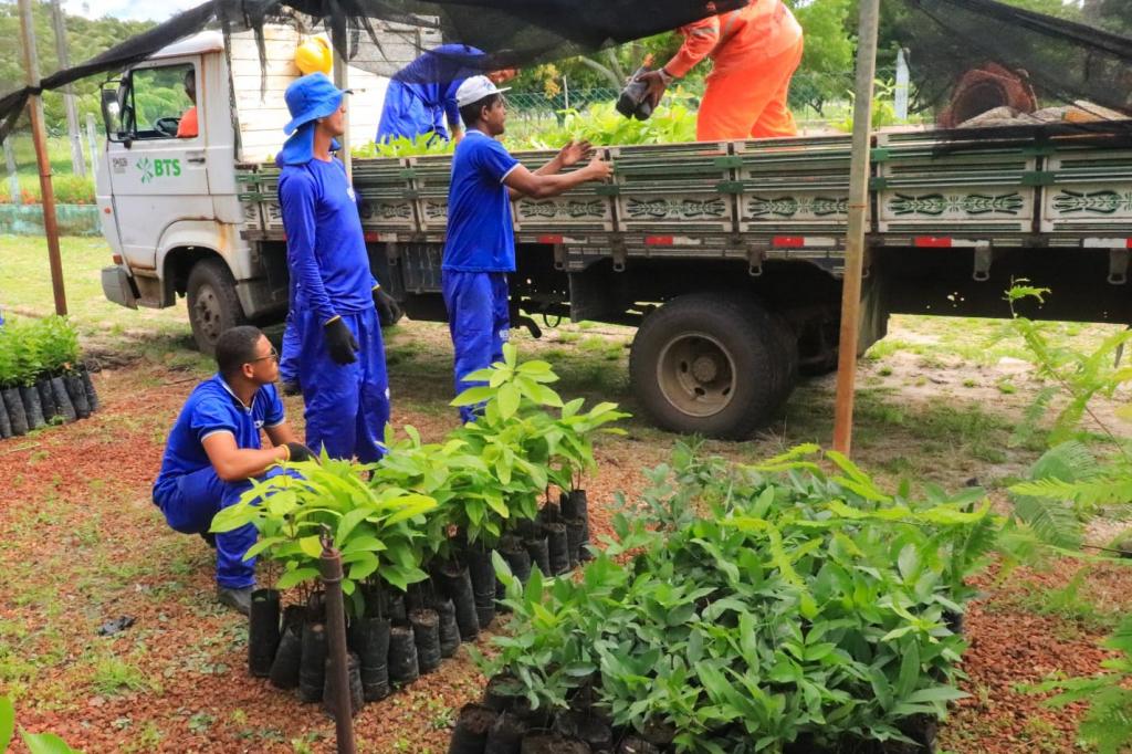 Secretaria de Meio Ambiente de Aracaju incentiva arborização urbana com doação de mudas