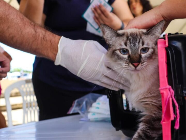 Março registra mais de 200 atendimentos do Aju Animal em Aracaju