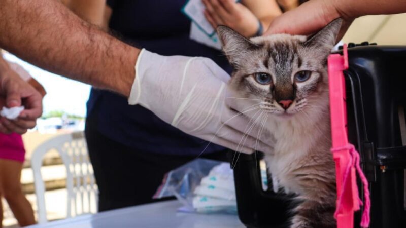Março registra mais de 200 atendimentos do Aju Animal em Aracaju