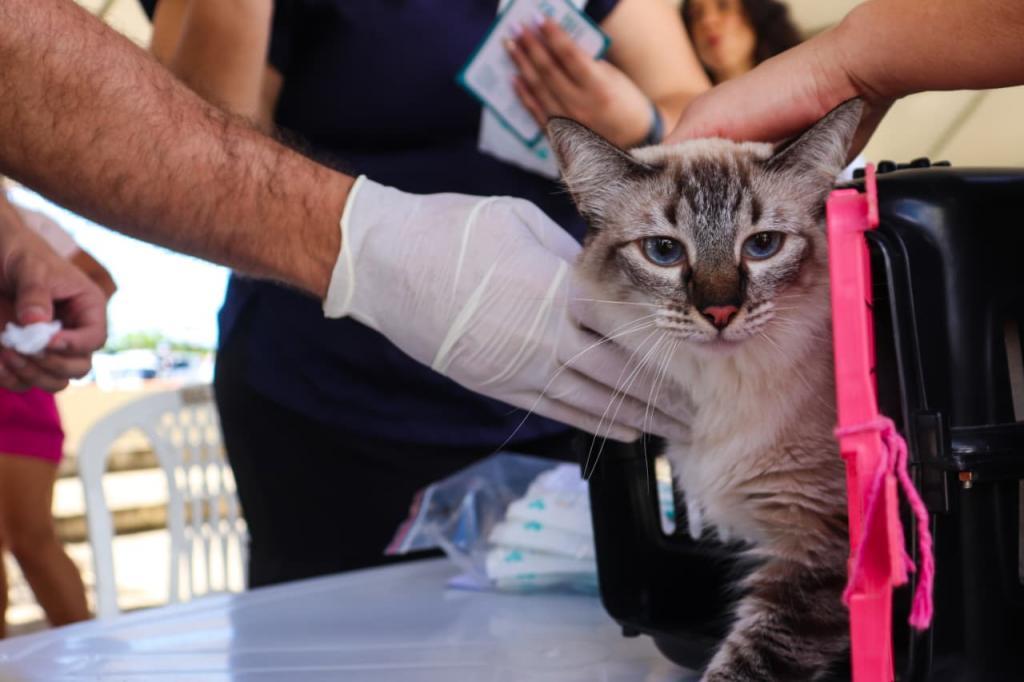 Março registra mais de 200 atendimentos do Aju Animal em Aracaju