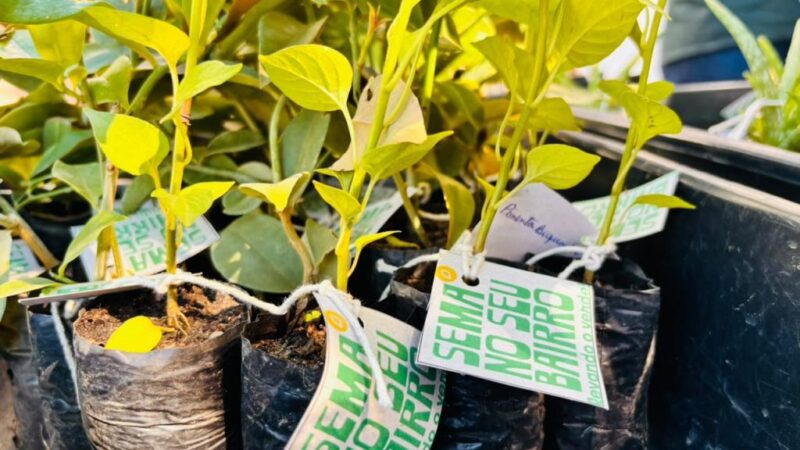 Ação ambiental leva 200 mudas à comunidade do bairro Olaria