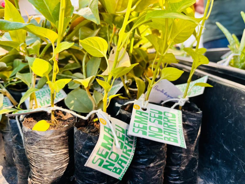 Ação ambiental leva 200 mudas à comunidade do bairro Olaria